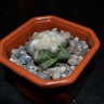 Ariocarpus fissuratus