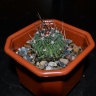Echinofossulocactus phyllacanthus 'grandicornus'