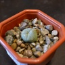 Lophophora williamsii