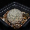 Mammillaria plumosa