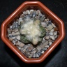 Ariocarpus fissuratus